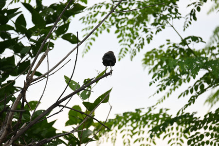 Indian robin or Copsychus fulicatus bird. It is a species ofÂ passarineÂ birdÂ in the...