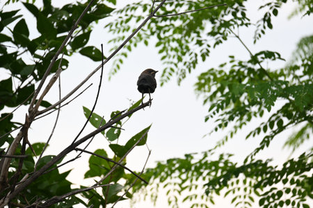 Indian robin or Copsychus fulicatus bird. It is a species ofÂ passarineÂ birdÂ in the...