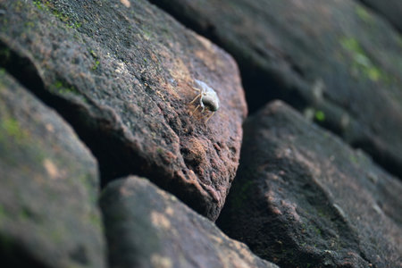 Hybomitra expollicata or striped horsefly. It is a palearctic species of horse fly in the family tabanidae.の写真素材