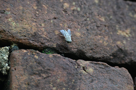 Hybomitra expollicata or striped horsefly. It is a palearctic species of horse fly in the family...