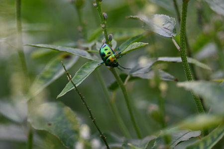 Jewel bugs. Its other names metallic shield bugs and Asian blue jewel bug. It is ScutelleridaeÂ is...