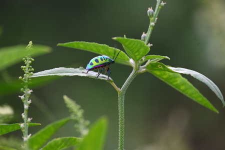 Jewel bugs. Its other names metallic shield bugs and Asian blue jewel bug. It is ScutelleridaeÂ is aÂ familyÂ ofÂ true bugs. Its known brilliant coloration. Bright bugs in the plant.の写真素材