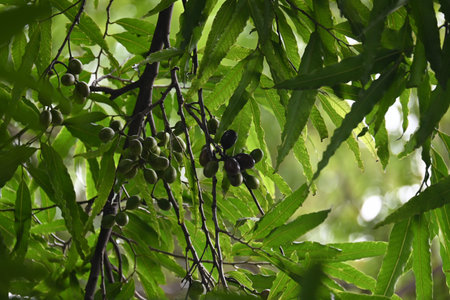 Polyalthia longifolia fruits in the tree. Its tree other names Ashoka, glodokan, glodogan tiang,...
