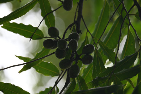 Polyalthia longifolia fruits in the tree. Its tree other names Ashoka, glodokan, glodogan tiang,...
