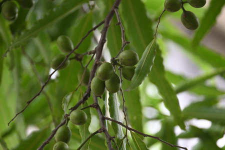 Polyalthia longifolia fruits in the tree. Its tree other names Ashoka, glodokan, glodogan tiang,...