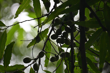 Polyalthia longifolia fruits in the tree. Its tree other names Ashoka, glodokan, glodogan tiang,...