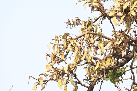Butea monosperma pods in the tree. It is a species of Butea native. Its other names flame of the...