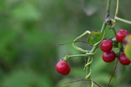Ripe fruits ofÂ Tinospora cordifolia. Its common names Giloy, Guduchi and 
Â heart leaved moonseed. It has been used inÂ AyurvedaÂ in an attempt to treat various disorders..の写真素材