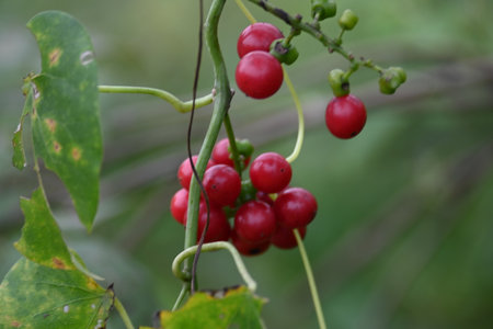 Ripe fruits ofÂ Tinospora cordifolia. Its common names Giloy, Guduchi and 
Â heart leaved moonseed. It has been used inÂ AyurvedaÂ in an attempt to treat various disorders.の写真素材