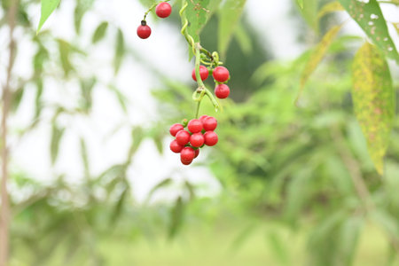 Ripe fruits ofÂ Tinospora cordifolia. Its common names Giloy, Guduchi and 
Â heart leaved...