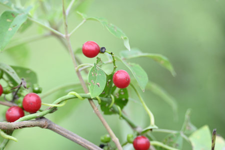 Ripe fruits ofÂ Tinospora cordifolia. Its common names Giloy, Guduchi and 
Â heart leaved...