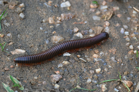 Narceus americanus millipede. ItÂ is a largeÂ millipedeÂ of eastern North America. Its Common namesÂ American giant millipede, worm millipede andÂ iron worm.の写真素材
