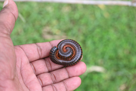 Narceus americanus millipede. ItÂ is a largeÂ millipedeÂ of eastern North America. Its Common...