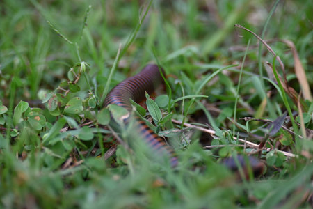 Narceus americanus millipede. ItÂ is a largeÂ millipedeÂ of eastern North America. Its Common...
