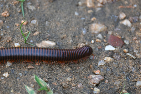 Narceus americanus millipede. ItÂ is a largeÂ millipedeÂ of eastern North America. Its Common...