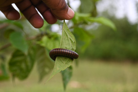 Narceus americanus millipede. ItÂ is a largeÂ millipedeÂ of eastern North America. Its Common namesÂ American giant millipede, worm millipede andÂ iron worm.の写真素材