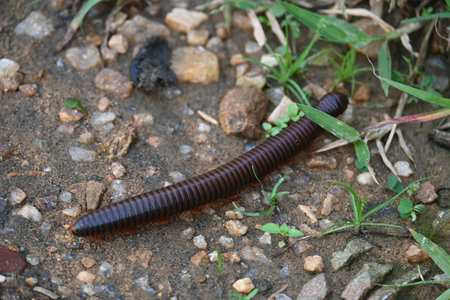 Narceus americanus millipede. ItÂ is a largeÂ millipedeÂ of eastern North America. Its Common namesÂ American giant millipede, worm millipede andÂ iron worm.の写真素材