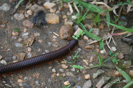 Narceus americanus millipede. ItÂ is a largeÂ millipedeÂ of eastern North America. Its Common namesÂ American giant millipede, worm millipede andÂ iron worm.の写真素材