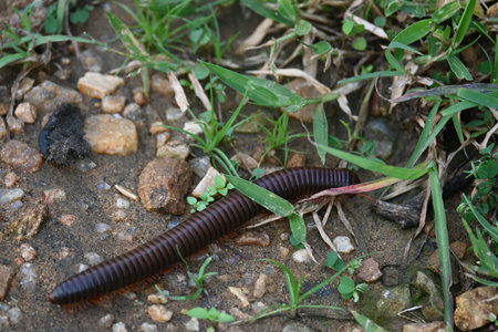 Narceus americanus millipede. ItÂ is a largeÂ millipedeÂ of eastern North America. Its Common...
