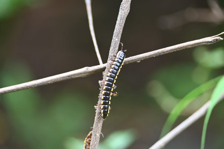 Harpaphe haydeniana millipede. Its common names Â yellow spotted millipede,Â almond scented...