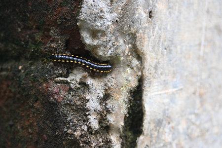 Harpaphe haydeniana millipede. Its common names Â yellow spotted millipede,Â almond scented millipede and Â cyanide millipede. Its species ofÂ polydesmidanÂ or flat-backed millipede.の写真素材