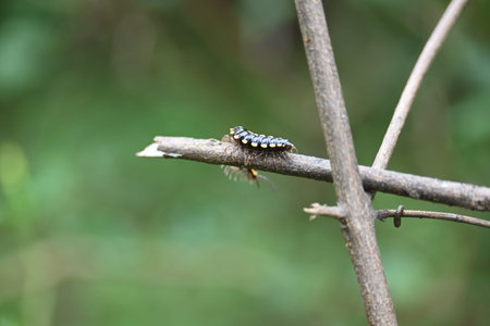 Harpaphe haydeniana millipede. Its common names Â yellow spotted millipede,Â almond scented...