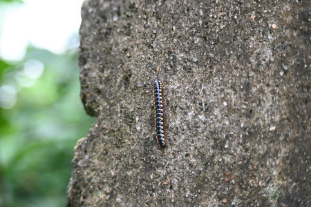 Harpaphe haydeniana millipede. Its common names Â yellow spotted millipede,Â almond scented millipede and Â cyanide millipede. Its species ofÂ polydesmidanÂ or flat-backed millipede.の写真素材