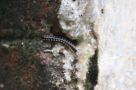 Harpaphe haydeniana millipede. Its common names Â yellow spotted millipede,Â almond scented...