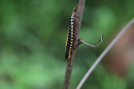Harpaphe haydeniana millipede. Its common names Â yellow spotted millipede,Â almond scented...