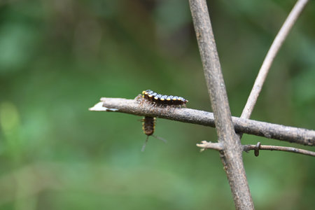 Harpaphe haydeniana millipede. Its common names Â yellow spotted millipede,Â almond scented...
