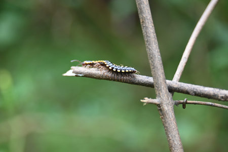 Harpaphe haydeniana millipede. Its common names Â yellow spotted millipede,Â almond scented...