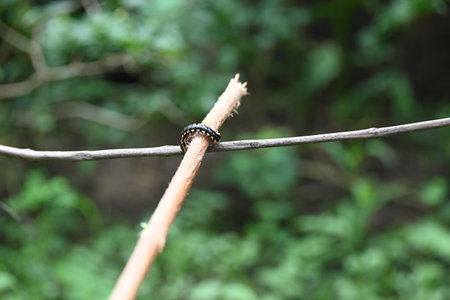 Harpaphe haydeniana millipede. Its common names Â yellow spotted millipede,Â almond scented millipede and Â cyanide millipede. Its species ofÂ polydesmidanÂ or flat-backed millipede.の写真素材