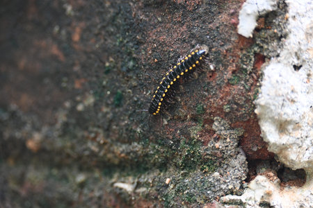Harpaphe haydeniana millipede. Its common names Â yellow spotted millipede,Â almond scented...