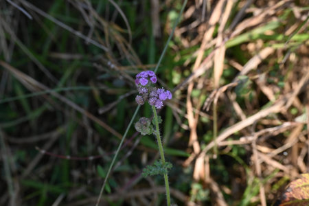 Ageratum houstonianum flower. Its common names flossflower,Â goatweed,Â pussy foot flower and...