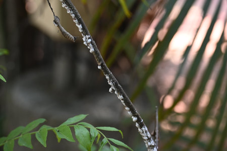 Brevicoryne brassicae. Its common names Â cabbage aphidÂ andÂ cabbage aphis. Its destructiveÂ aphidÂ (plant louse) native toÂ EuropeÂ that is now found in many other areas of the world.の写真素材