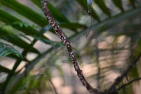 Brevicoryne brassicae. Its common names Â cabbage aphidÂ andÂ cabbage aphis. Its destructiveÂ aphidÂ (plant louse) native toÂ EuropeÂ that is now found in many other areas of the world.の写真素材