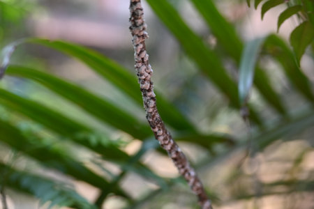 Brevicoryne brassicae. Its common names Â cabbage aphidÂ andÂ cabbage aphis. Its destructiveÂ aphidÂ (plant louse) native toÂ EuropeÂ that is now found in many other areas of the world.の写真素材