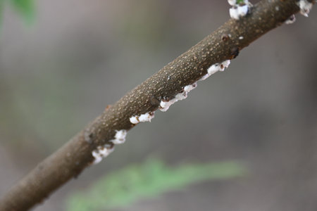 Brevicoryne brassicae. Its common names Â cabbage aphidÂ andÂ cabbage aphis. Its destructiveÂ aphidÂ (plant louse) native toÂ EuropeÂ that is now found in many other areas of the world.の写真素材
