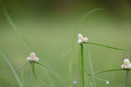 Kyllinga nemoralis grass. Its common names white water sedge and Â whitehead spikesedge. It is a...