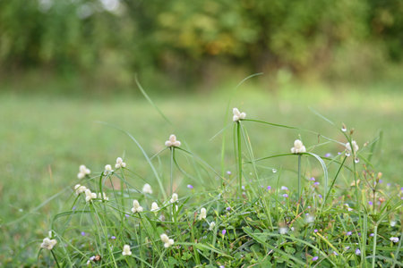 Kyllinga nemoralis grass. Its common names white water sedge and Â whitehead spikesedge. It is a...