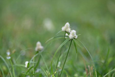 Kyllinga nemoralis grass. Its common names white water sedge and Â whitehead spikesedge. It is a...