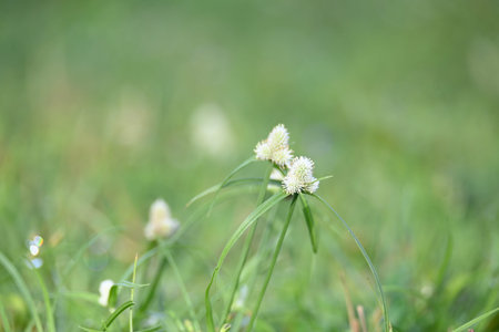 Kyllinga nemoralis grass. Its common names white water sedge and Â whitehead spikesedge. It is a...