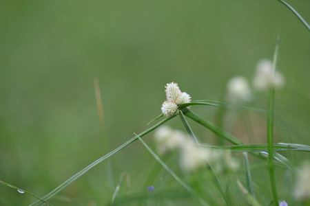 Kyllinga nemoralis grass. Its common names white water sedge and Â whitehead spikesedge. It is a...