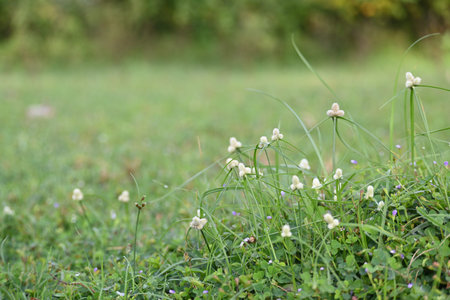Kyllinga nemoralis grass. Its common names white water sedge and Â whitehead spikesedge. It is a...