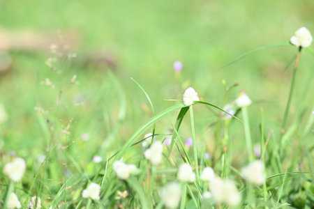 Kyllinga nemoralis grass. Its common names white water sedge and Â whitehead spikesedge. It is a...