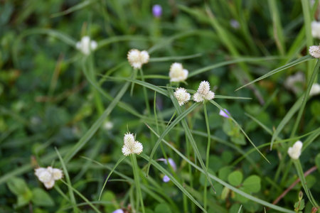 Kyllinga nemoralis grass. Its common names white water sedge and Â whitehead spikesedge. It is a...