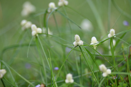 Kyllinga nemoralis grass. Its common names white water sedge and Â whitehead spikesedge. It is a...