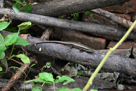 Bronze grass skink. Its common names Â bronze mabuya,Â speckled forest skink and Eutropis...