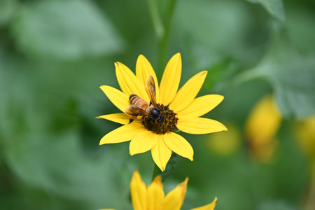 Honey bee collecting pollen from sunflower. A close up of a bright yellow sunflower with a bee...