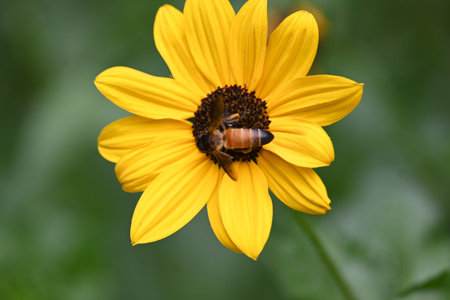 Honey bee collecting pollen from sunflower. A close up of a bright yellow sunflower with a bee...